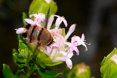 Meomyia sp.