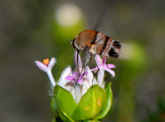 Meomyia sp.