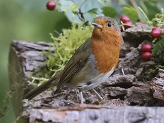 European Robin