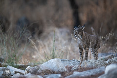 Lynx Ibérique Andujar