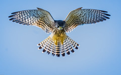 Hovering Kestrel.