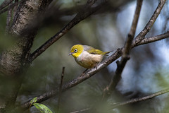 Silvereye (Zosterops lateralis)