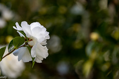 On a sunny autumn morning, pretty Camellia in full bloom at our garden. Leaves of Camellia sinensis are processed to create the popular beverage tea.