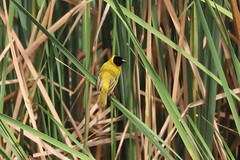 Black headed weaver (Ria Formosa, Algarve, Portugal 2022-06-14) © 192198919@N02 Flickr