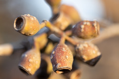 Seed pod! Australia