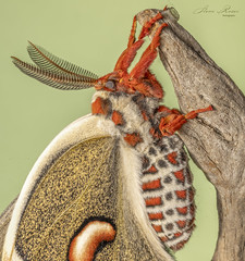 Cecropia Moth male