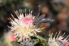 Aleucosia beefly on Banksia carlinoides