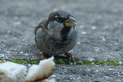 Gråspurv, House sparrow, Haussperling, Gråsparv (Passer domesticus)-0335