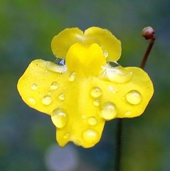 Rainy Yellow. Utricularia subulata, Slender or Zigzag Bladderwort, Hortus Botanicus, Amsterdam, The Netherlands