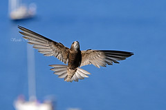 Apus pallidus, Ωχροσταχτάρα, Pallid swift