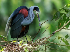 Agami Heron (Agamia agami)