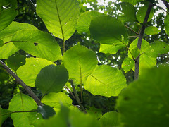 Shades of green [Explored]