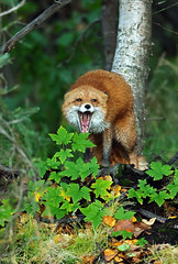 Young Male Red Fox Reacting To Approaching Mom - In Explore