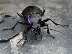 Carabe problématique/ Blauvioletter Waldlaufkäfer (Carabus problematicus), Fagne de la Petite Roer, Sourbrodt