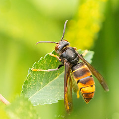 Yellow-legged hornet (explored)