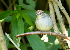 Chipping Sparrow (Spizella passerina passerina) - 20240903-01