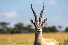 My Kenya safari - Adult male Grant's Gazelle on alert at waterhole. It has amazing long lyre shaped, ringed horns. Plenty of flies to keep him company. Uncropped image