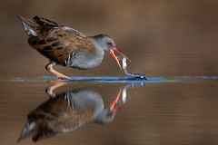 Water rail