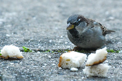 Gråspurv, House sparrow, Haussperling, Gråsparv (Passer domesticus)-0336