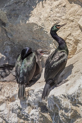 Pelagic Cormorant pair with chick