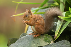 Red Squirrel