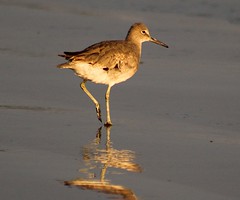 A young willet