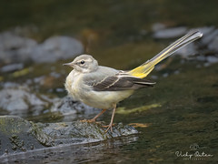 Grey wagtail