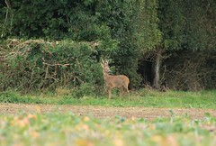 Roe deer