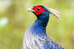 Kalij Pheasant (Lophura leucomelanos), Sattal, Uttarakhand