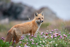 Fox in the Clovers