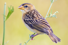 Baya weaver (Ploceus philippinus) (juvenile), Muthanallur, Bangalore