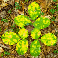 Green/Yellow Foliage