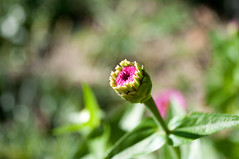 Pink flower bokeh