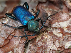 Blauvioletter Scheibenbock / Callidie violacée (Callidium violaceum), Fagne de la Petite Roer, Sourbrodt