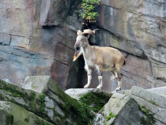 Markhor