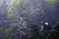 Steller's Sea Eagle in Newfoundland