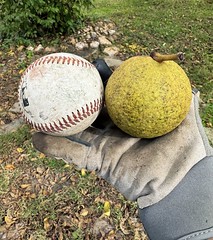 Black walnuts the size of baseballs ⚾️