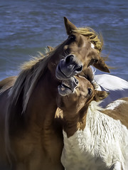 Family Love - Wild Ponies on Assateague Island.