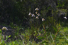 Stylidium maritimum plant P3