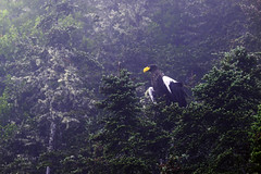 Steller's Sea Eagle in Newfoundland