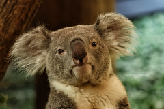 Koala Phascolarctos cinereus