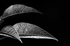 Poinsettia fine art leaf detail, B&W. A Potterton Garden (Kitchen), Aberdeenshire, Scotland.