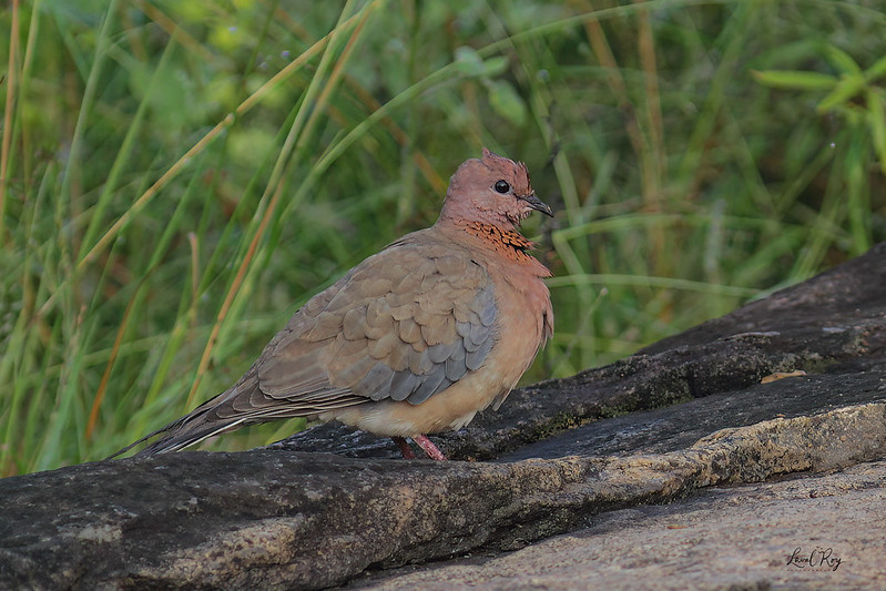 1.04499 Tourterelle maillée (cambayensis) / Streptopelia senegalensis cambayensis / Laughing Dove (cambayensis) © 76617062@N08 Flickr