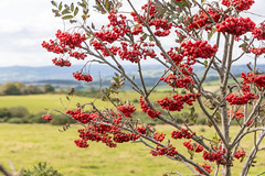 Mountain Ash 39/52