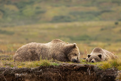 Siesta Time in Bearadise