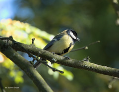 Great tit // Bogatka