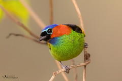 Red-necked Tanager ♂