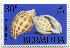 Bermuda 30 cent Seashells postage stamp (1982)