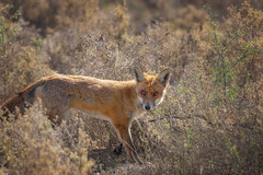 Red Fox