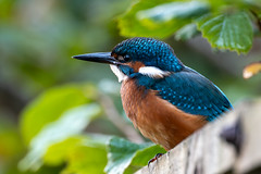 Kingfisher